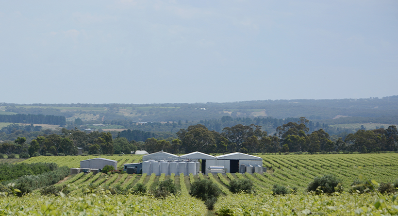 Hedonist Wines Vineyard